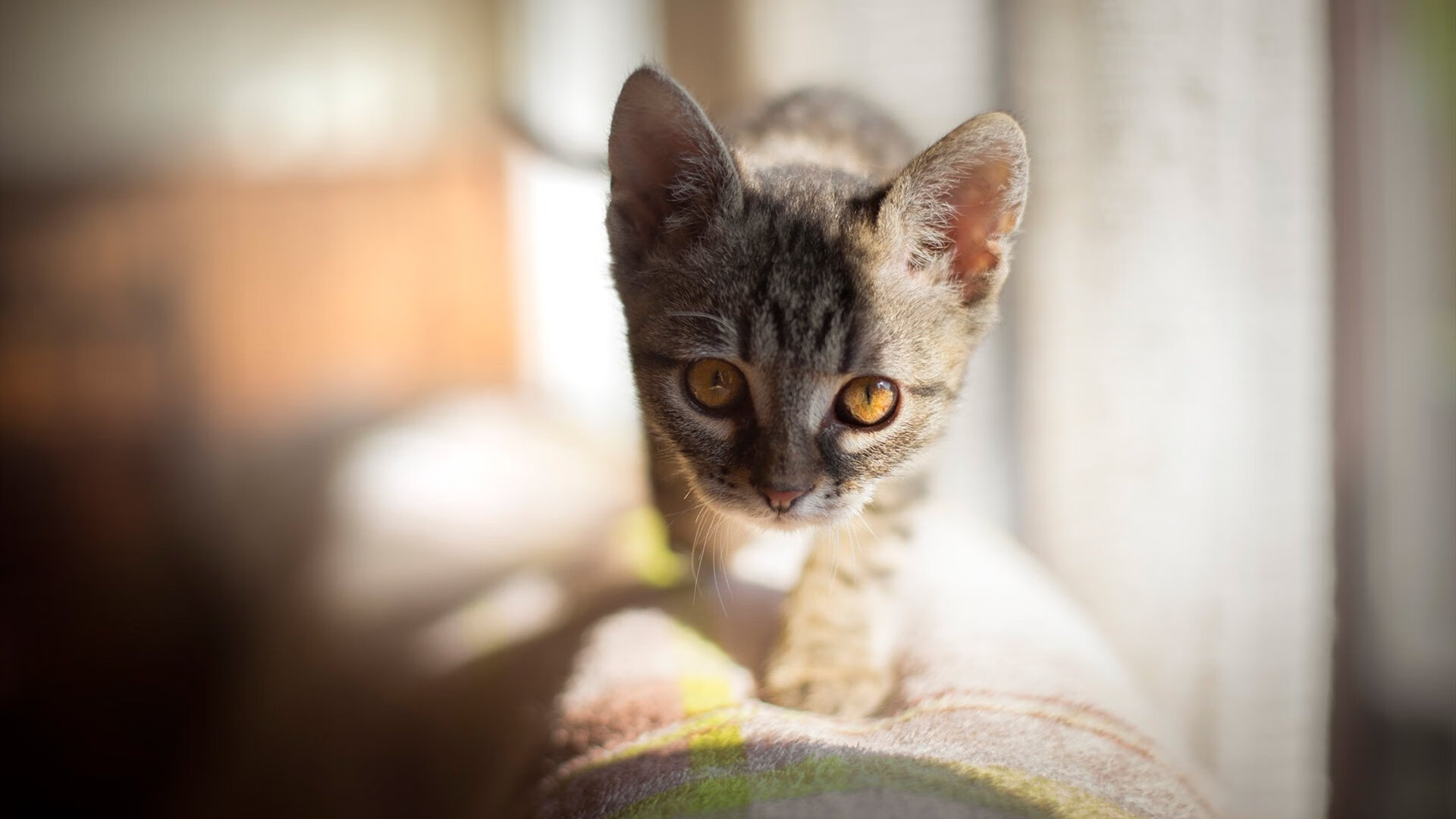 新星闪耀法甲赛场：未来之星逐步崭露头角，门将未来之星