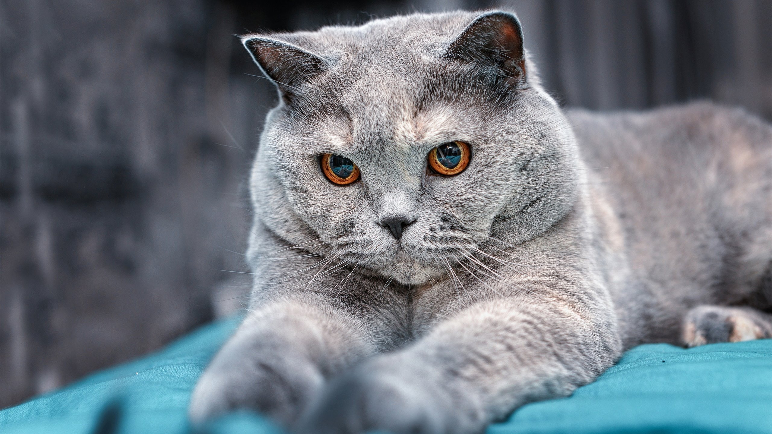 开云备用-习近平接见第33届奥运会中国体育代表团，表彰运动员成绩