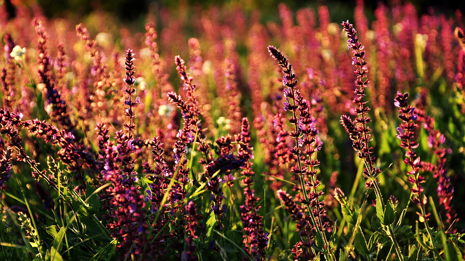 开云首页登录-战力排名：本赛季最具统治力的五大球队，最有统治力的球队