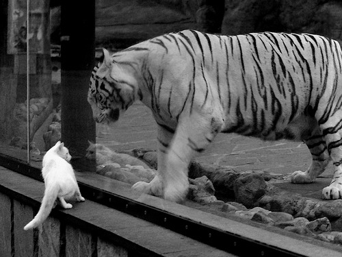 开云APP-明星对决：张伟全场狂砍32分，表现亮眼！，明星看张伟丽比赛